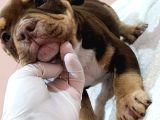Exotic Bully Yavrular