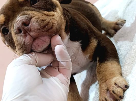 Exotic Bully Yavrular görsel