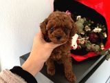 Toy Poodle Güzellikleri