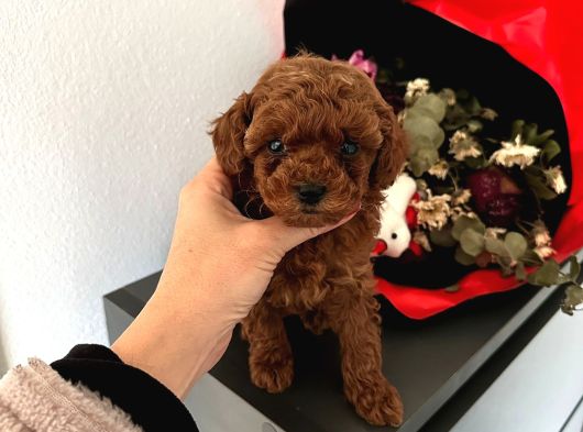 Toy Poodle Güzellikleri görsel