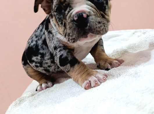 Exotic Bully Yavrular görsel