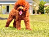 Poodle Çıftliğinden Red Brown Toy Poodle Bebeklerimiz