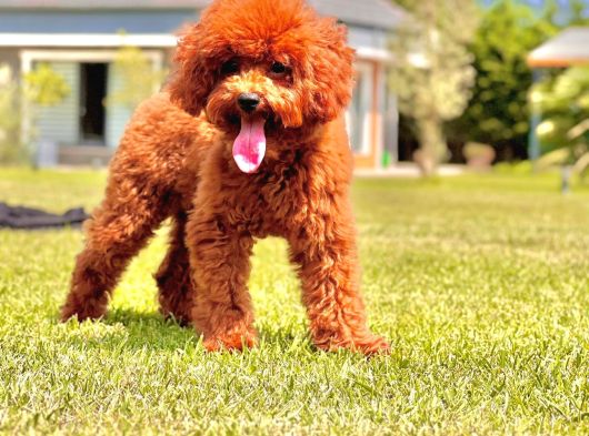 Poodle Çıftliğinden Red Brown Toy Poodle Bebeklerimiz görsel