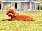 Poodle Çıftliğinden Red Brown Toy Poodle Bebeklerimiz