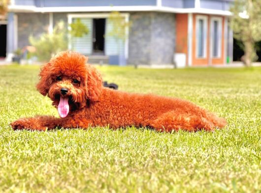 Poodle Çıftliğinden Red Brown Toy Poodle Bebeklerimiz görsel