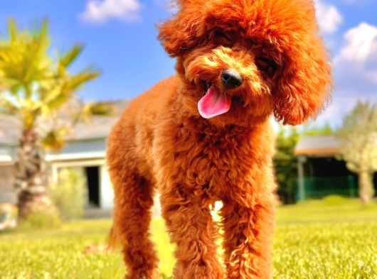 Poodle Çıftliğinden Red Brown Toy Poodle Bebeklerimiz