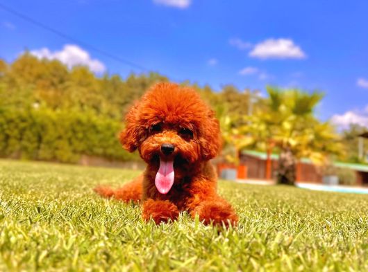 Poodle Çıftliğinden Red Brown Toy Poodle Bebeklerimiz görsel
