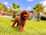 Poodle Çıftliğinden Red Brown Toy Poodle Bebeklerimiz