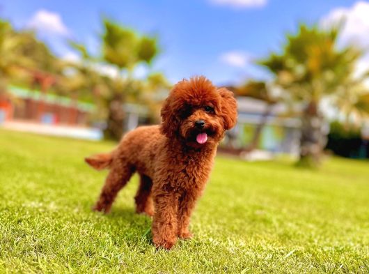 Poodle Çıftliğinden Red Brown Toy Poodle Bebeklerimiz görsel