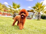 Poodle Çıftliğinden Red Brown Toy Poodle Bebeklerimiz
