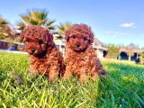 Birinci Sınıf Poodle Bebeklerimiz İstanbul