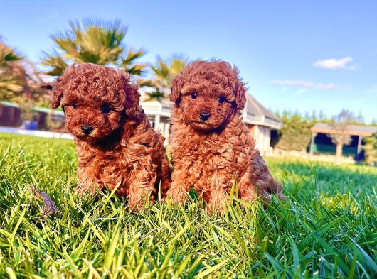 Birinci Sınıf Poodle Bebeklerimiz İstanbul görsel