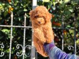 Kore Dark Red Brown Toy Poodle Yavrular