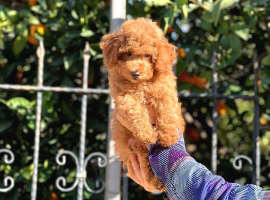 Kore Dark Red Brown Toy Poodle Yavrular