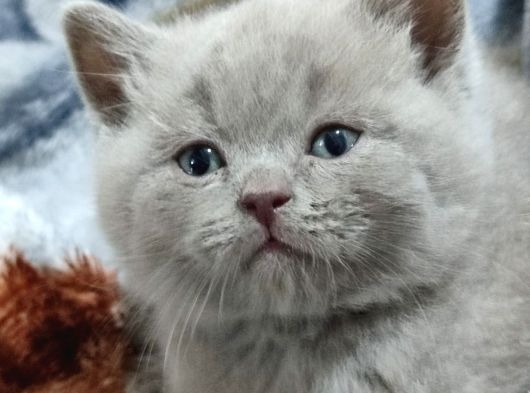 Lilac Bicolar Yavrular Değerini Bilen Ulassin görsel