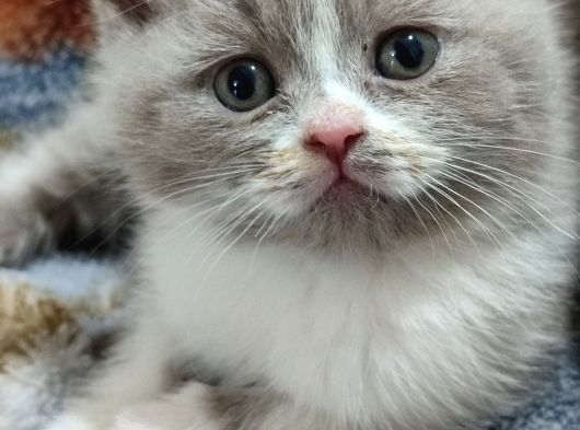 Lilac Bicolar Yavrular Değerini Bilen Ulassin görsel