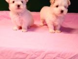 Teacup Maltese Bebekler