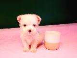 Teacup Maltese Bebekler