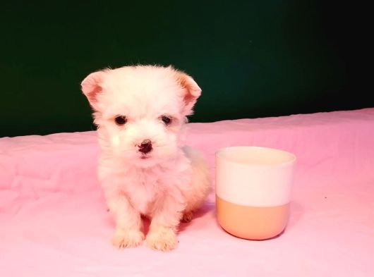 Teacup Maltese Bebekler görsel