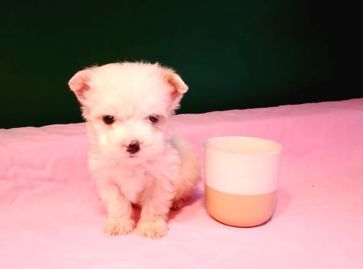 Teacup Maltese Bebekler