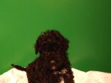 Siyah Toy Poodle