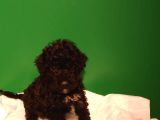 Siyah toy poodle