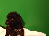 Siyah Toy Poodle