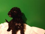 Siyah Toy Poodle