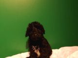 Siyah Toy Poodle