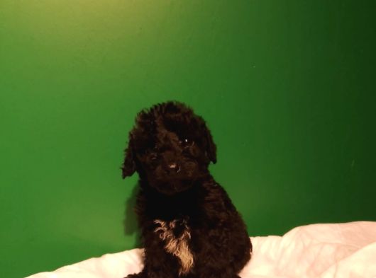 Siyah Toy Poodle görsel