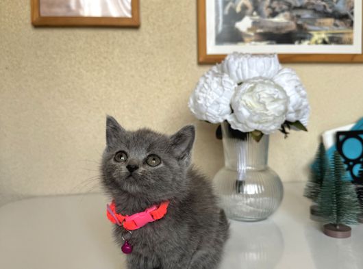 British Shorthair Safkan Yavrular görsel