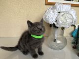 British Shorthair Safkan Yavrular