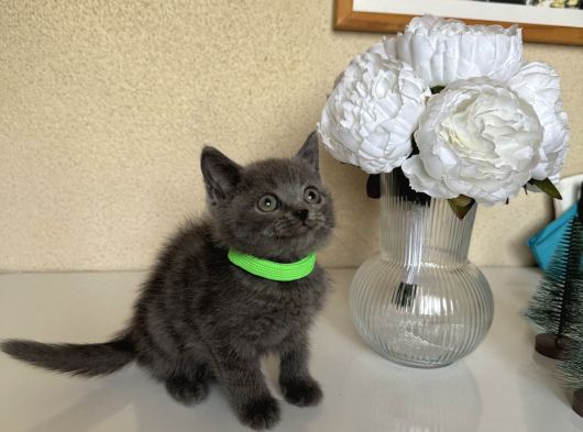 British Shorthair Safkan Yavrular görsel