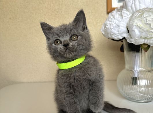 British Shorthair Safkan Yavrular görsel