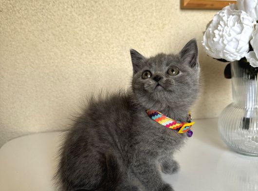 British Shorthair Safkan Yavrular görsel