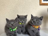 British Shorthair Safkan Yavrular