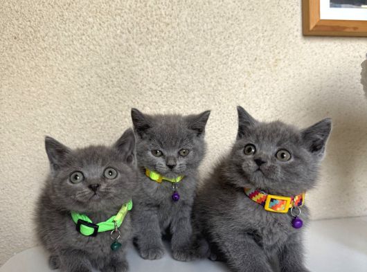 British Shorthair Safkan Yavrular görsel