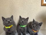 British shorthair safkan yavrular