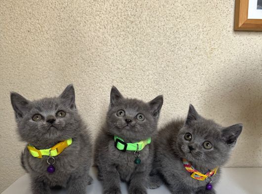 British Shorthair Safkan Yavrular