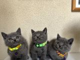 British Shorthair Safkan Yavrular