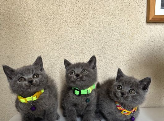 British Shorthair Safkan Yavrular görsel