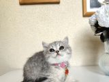 British Shorthair Silver Yavru