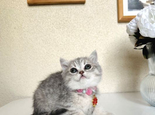 British Shorthair Silver Yavru görsel