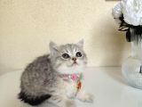 British Shorthair Silver Yavru
