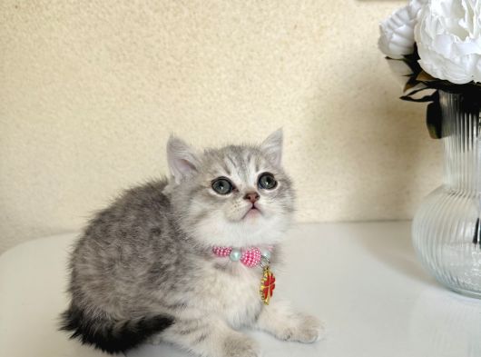 British Shorthair Silver Yavru görsel