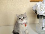 British Shorthair Silver Yavru