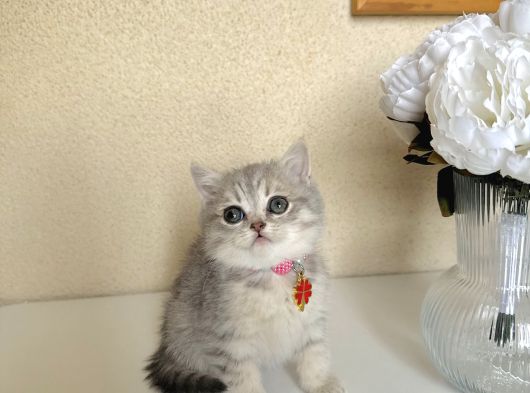 British Shorthair Silver Yavru görsel