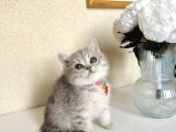 British shorthair silver yavru