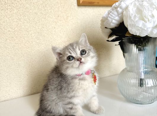 British Shorthair Silver Yavru