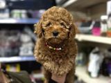 Poodle yavrumuz aşılı karneli a kalite